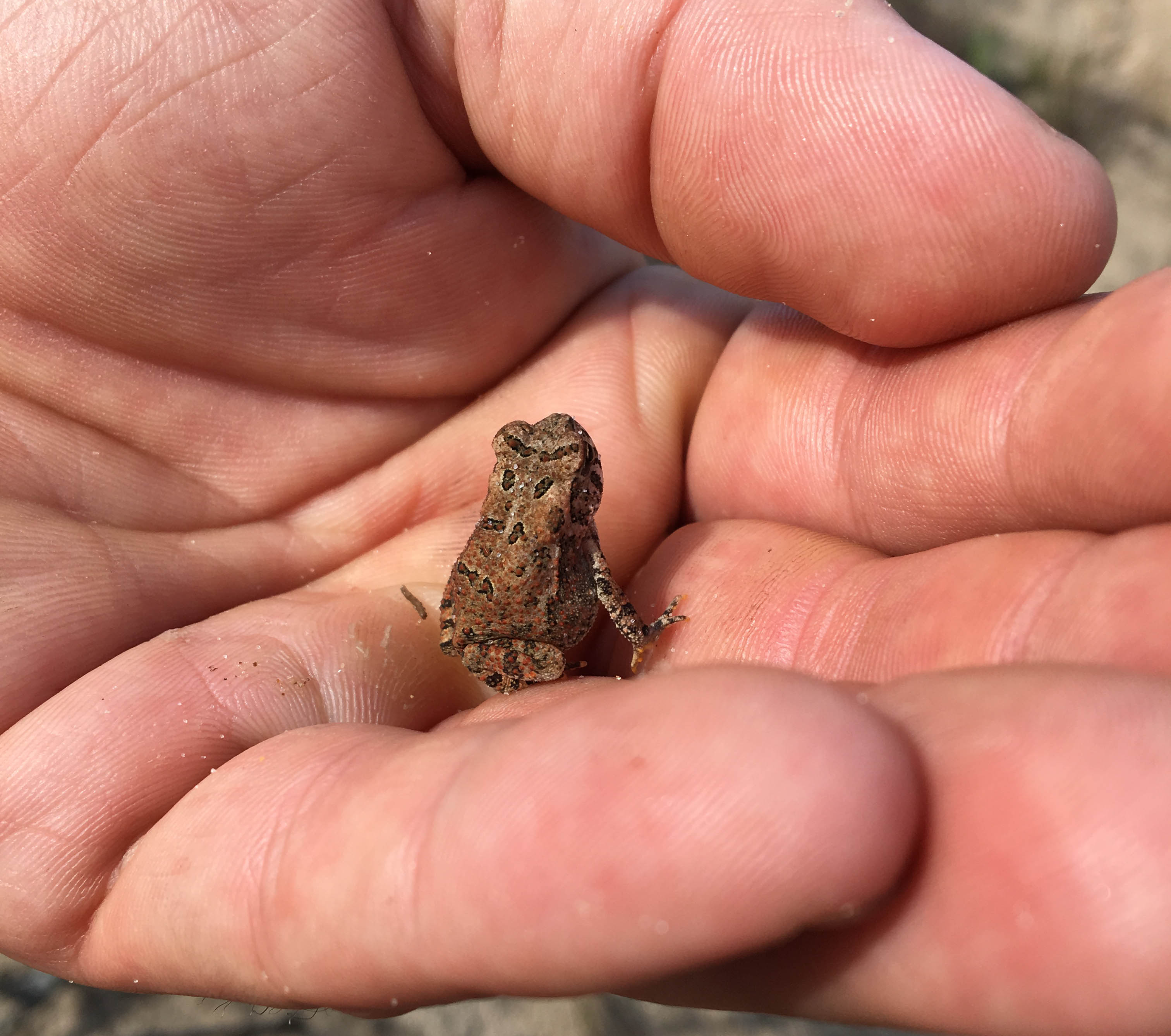 Toad in hand